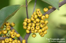 Image result for Memecylon myrianthum