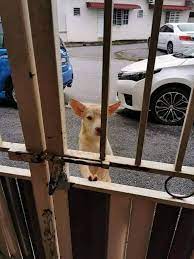 See more of bengkel ketuk & cat kereta on facebook. Penang Gazette Lepas Tuan Nya Meninggal Anjing Putih Ni Facebook