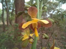 Image result for Eulophia streptopetala