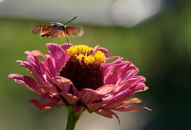 Although some conspicuous moths, like the giant green luna moth, don't feed on nectar, others, like the hummingbird moths, seem almost tame as they flit from one flower to another right plant one or more of these moth favorites in your garden, and you may attract butterflies or hummingbirds as well. Free Hummingbird Moth 1 Stock Photo Freeimages Com