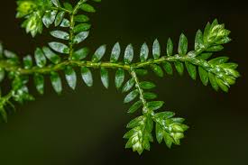 Image result for Selaginella congoensis