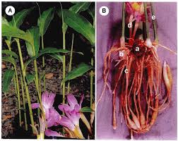 Image result for Siphonochilus