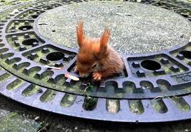 See more ideas about gutter, reform, squirrel. Kardashian Shaped Squirrel Finally Freed From Munich Manhole Cover The Local