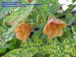 Image result for Abutilon sp.no.2