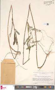 Image result for Tephrosia nyikensis