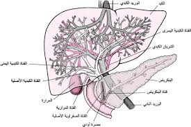 Maybe you would like to learn more about one of these? Ø§Ù„Ø± ÙƒÙˆØ¯ Ø§Ù„Øµ ÙØ±Ø§Ùˆ ÙŠ Ø¹Ù†Ø¯ Ø­Ø¯ÙŠØ« Ø§Ù„ÙˆÙ„Ø§Ø¯Ø© Ù‚Ø¶Ø§ÙŠØ§ ØµØ­ Ø© Ø§Ù„Ø£Ø·ÙØ§Ù„ Ø¯Ù„ÙŠÙ„ Msd Ø§Ù„Ø¥Ø±Ø´Ø§Ø¯ÙŠ Ø¥ØµØ¯Ø§Ø± Ø§Ù„Ù… Ø³ØªØ®Ø¯ Ù…
