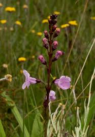 Image result for Gerardiina angolensis