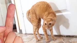 Cats and dogs in funny situations try not to laugh. Best Cat And Dog Memes Compilation Of 2021 Funny Cats Dogs Youtube