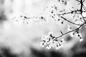 Black And White Cherry Blossoms Wallpaper Aesthetic On Instagram You May Say I M A Dreamer But I M Not The Only Flowers Photography Cherry Blossom Wallpaper Black And White Photography