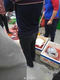 Negeri kita indonesia, merupakan negara yang ikan pesut yang termasuk salah satu satwa yang dilindungi di indonesia. Sembelih Jual Ikan Lumba Lumba Hukuman Mati Menanti Tiga Suspek Semasa Cari Infonet
