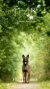Maybe you would like to learn more about one of these? German Shepherd Dog Wallpaper Phone Lock For Android Apk Download