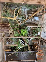 The Girls New Naturalistic Cage I M Trying Coco Fiber Soil And They Love It Rats Rat House Rat Cage Pet Rats