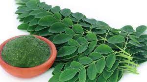 Kelor atau moringa oleifera adalah tumbuhan yang kaya akan nah, jika anda ingin mengkonsumsi daun kelor sebagai obat herbal, begini cara yang benar dalam mengolah daun kelor agar manfaatnya optimal. 5 Manfaat Mengkonsumsi Daun Kelor Berikut Cara Mengolahnya Bisa Digunakan Untuk Mencegah Kanker Tribun Palu