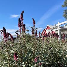 Image result for Lysimachia djalonis