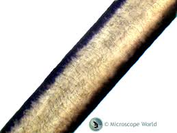Check spelling or type a new query. Hair Analysis Under The Microscope