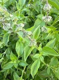 Image result for Ocimum fimbriatum