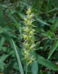 Image result for Cenchrus incertus