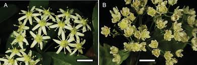 Image result for Putterlickia verrucosa