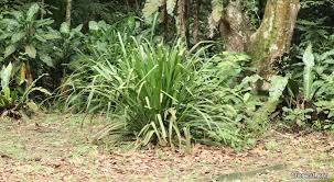 Image result for Hypolytrum