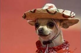 14 Funny Chihuahua Memes That Will Make You Laugh Petpress