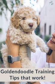 Your complete puppy training schedule by age. The Best Way To Train A Mini Goldendoodle Puppy Goldendoodle Training