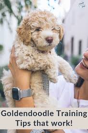 Standard ➕ mini goldendoodles 🏷 👉🏻 interested in a pup? The Best Way To Train A Mini Goldendoodle Puppy Goldendoodle Training