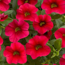 Acheter Calibrachoa Noa Red Improved Pas Cher Plante Annuelle Petite Fleur Replanter