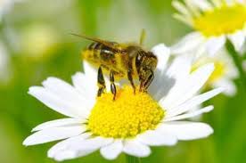 To grow vegetables without pesticides, the most important place to start is to cultivate a healthy garden. Gardening Without Insecticides Consumer Nz