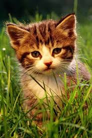  26 Kucing Ideas Haiwan Peliharaan Kucing Parsi Haiwan Lucu