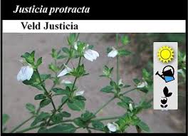 Image result for Justicia protracta