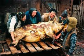 Taierea, parlirea si transarea porcului de craciun. Academia Catavencu