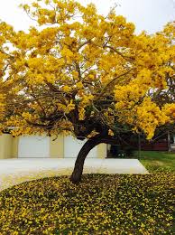 Check spelling or type a new query. Yellow Tabebuia April In Sarasota The Showy Tabebuia Tree Announces Springtime In South Florida Backyard Garden Landscape Florida Landscaping Florida Trees