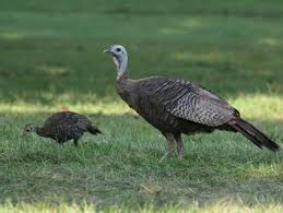 Wild Birds That Look Like Turkeys Wild Turkey Lots Of These Wild Turkey Bird Life List Wild