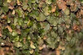 Image result for Didymoglossum