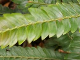 Image result for Anisophylleaceae