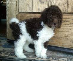 Golden Doodle Choc White Parti Az 1 850 Labradoodle Goldendoodle Goldendoodle Black