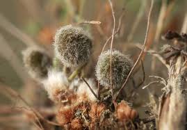 Image result for Mohria vestita