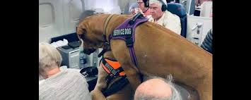 The most secure digital platform to get legally binding, electronically signed documents in just a few seconds. 10 Questions For The Biggest Emotional Support Dog S We 39 Ve Ever Seen