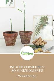 Gastbeitrag Ingwer Vermehren Ingwer Vermehren Ingwer Pflanzen Ingwer Anpflanzen