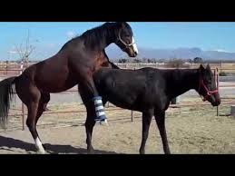 Die strengsten eltern der welt monique: Pferde Paarung Natural Pferde Zucht Und Paarung Video Youtube