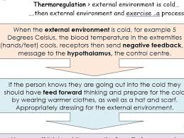 Homeostasis Thermoregulation Body Temperature Hypothermia And Hypothermia