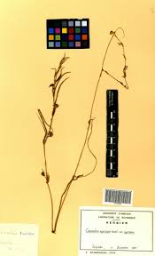 Image result for Commelina nigritana