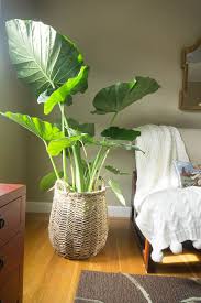 The Art Of Finding A Homegoods Blog Homegoods Plant Decor Indoor Plants Inside Plants