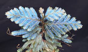Image result for Selaginella chevalieri