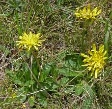 Image result for Taraxacum sp.