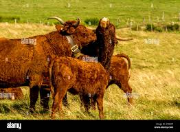 Raza De Vacas Salers Cezallier Puy De Dome Auvernia Francia Fotografia De Stock Alamy