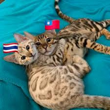 ในหน้านี้คุณจะได้รู้ว่า speciality of popcat mod apk คืออะไรและ mod version apk จะให้คลิกลิงก์โดยตรงเพื่อดาวน์โหลดเพื่อใ. 90qsfxrxluga4m