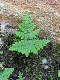 Image result for Pityrogramma aurantiaca