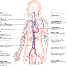 Blood vessel chart (page 1) clinically important blood vessel and nerve pathways chart pin on a&p.4.heart.lung these pictures of this page are about:blood vessel chart. Chapter 7 Circulation The Heart And Blood Vessels Diagram Quizlet