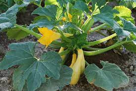 When growing squash, powdery mildew is a common scourge. How To Plant And Grow Zucchini And Summer Squash